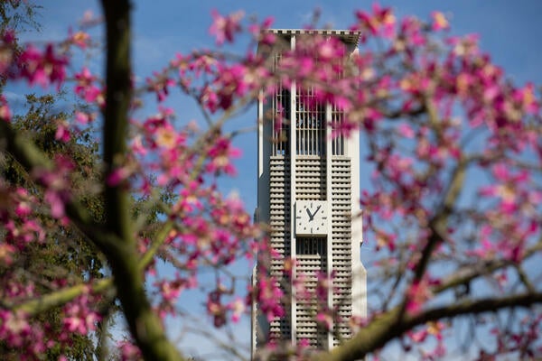 The UCR bell tower is seen through tree branches blooming with small pink flowers.