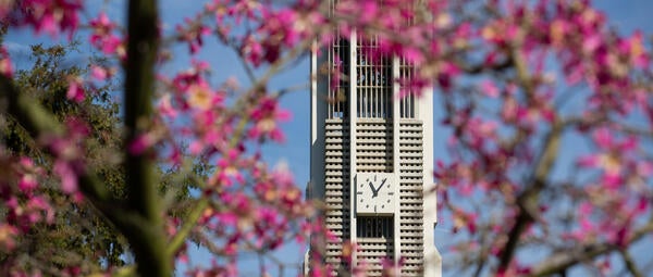 The UCR bell tower is seen through tree branches blooming with small pink flowers.