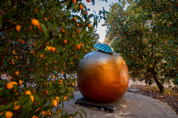 A statue of an orange on the UCR campus