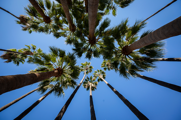 Palm trees on the UCR campus